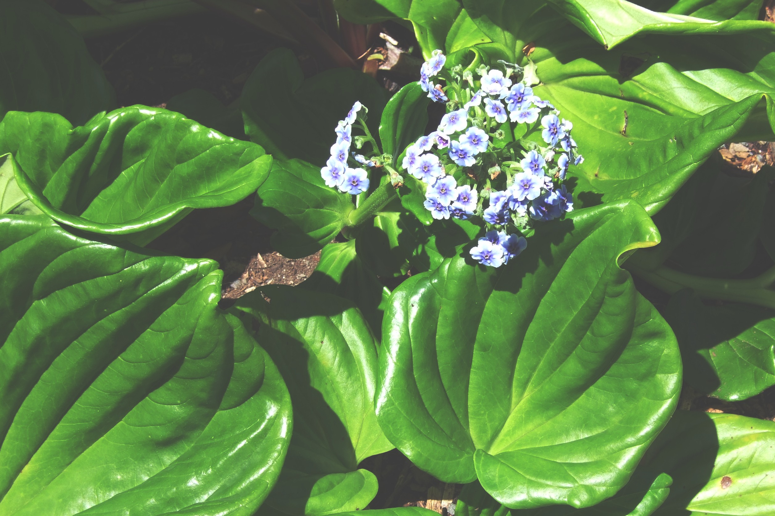 Chatham Islands Forgetmenot. Image credit: Virginia McMillan, Flickr (CC by 2.0)