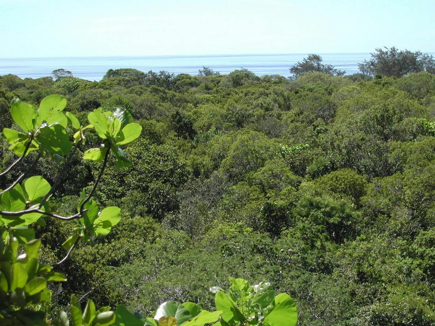 Southeast Indonesian Dry Forest Islands (AU15)