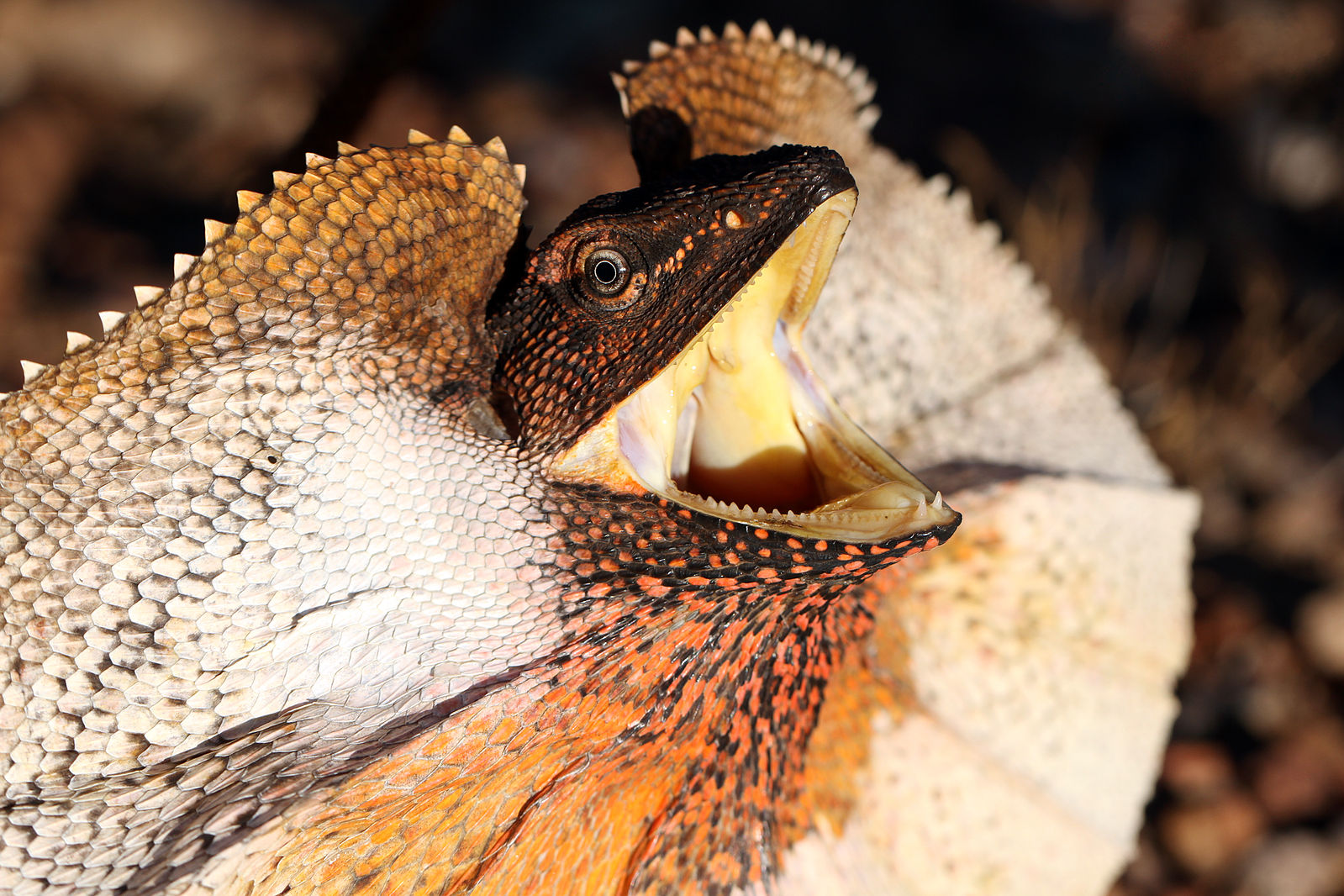 frilled lizard running