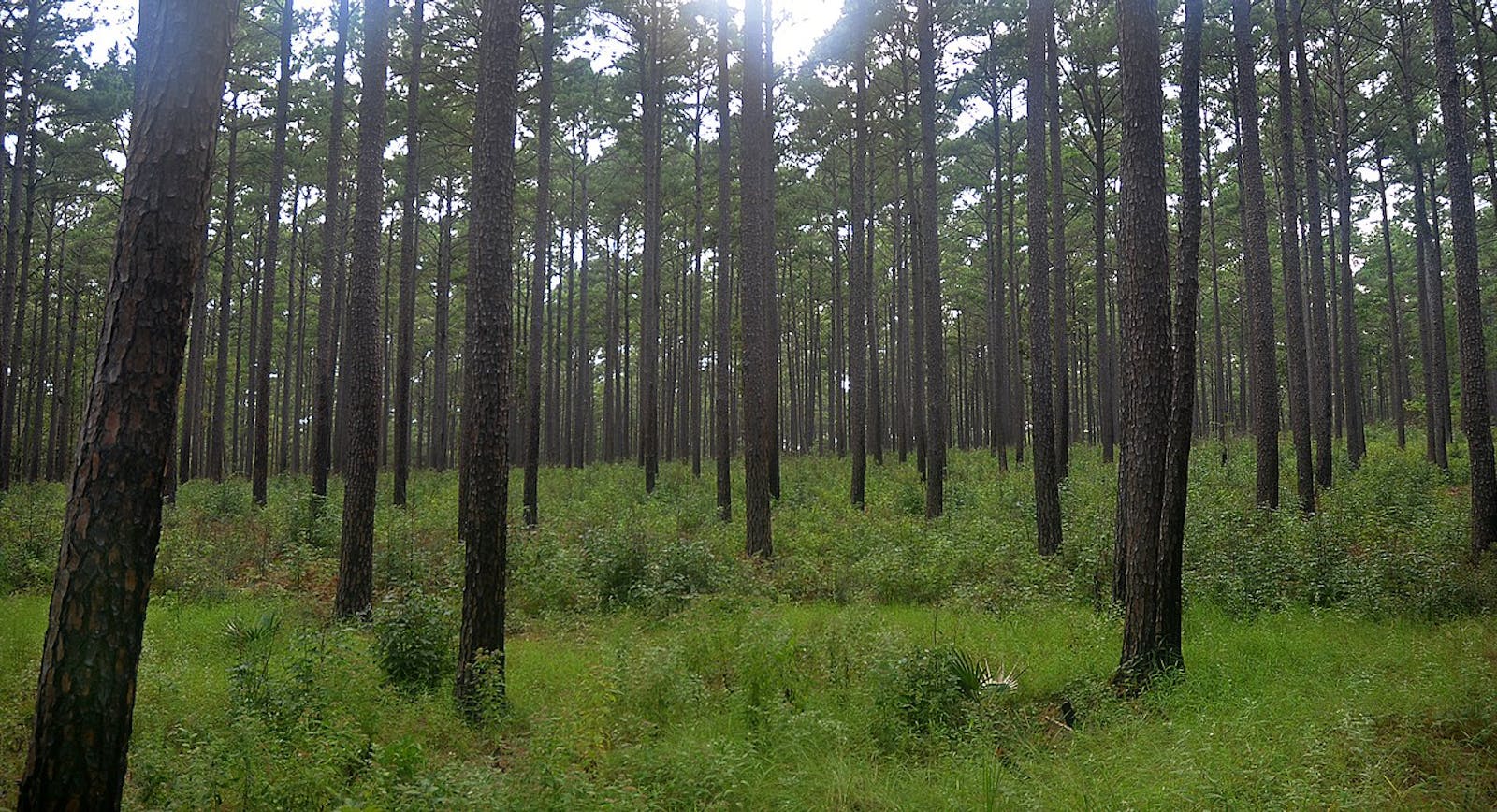 Piney Woods Forests