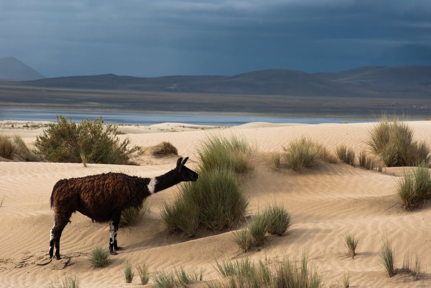 Andean Mountain Grasslands (NT5)