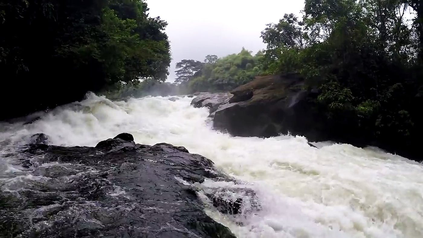 Gulf of Guinea Coastal Forests & Mangroves (AT17)