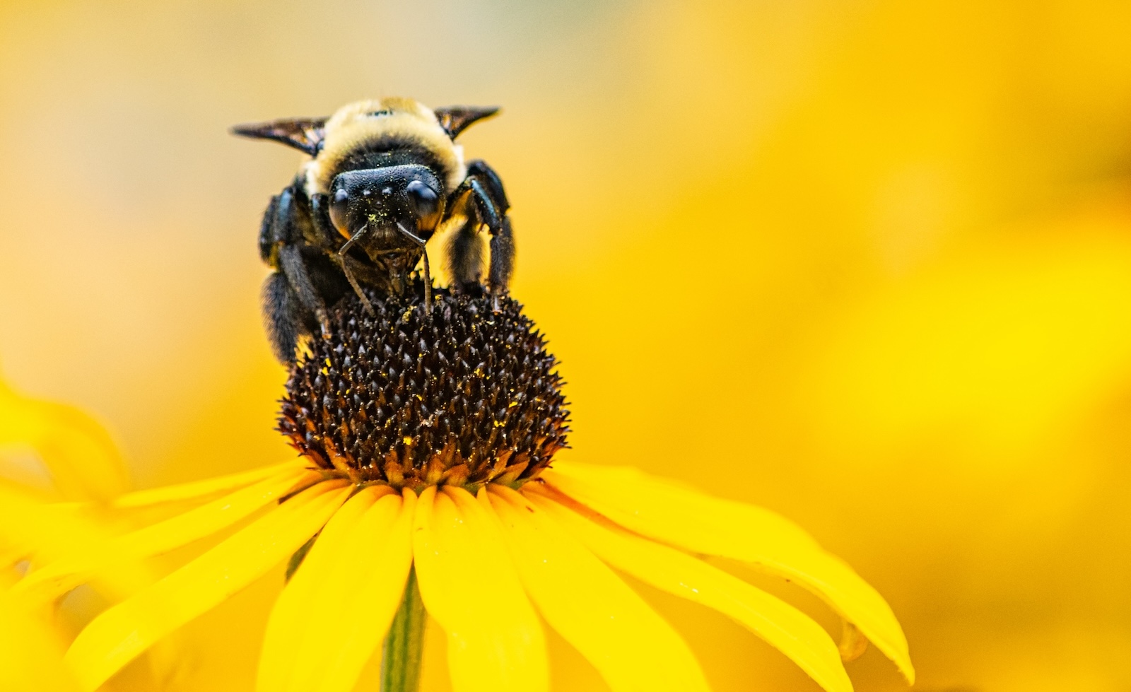 Closeup of a bumblebee pollinating a black-eyed susan flower. Photo ID 154295398 © Mary Ann Artz | Dreamstime