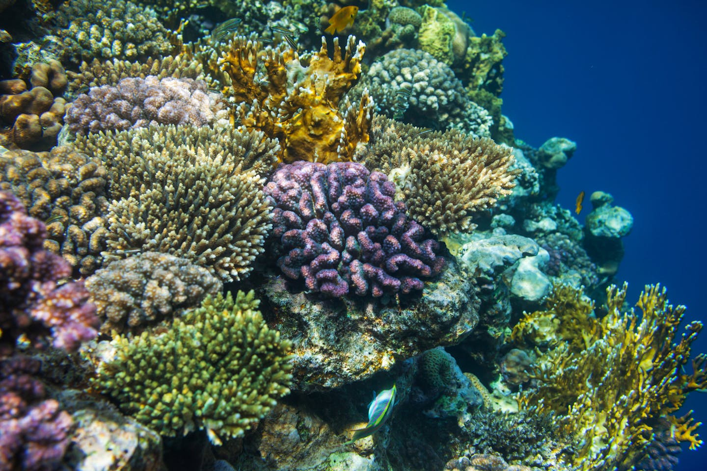 The roadmap to saving coral reefs with the innovative Allen Coral Atlas
