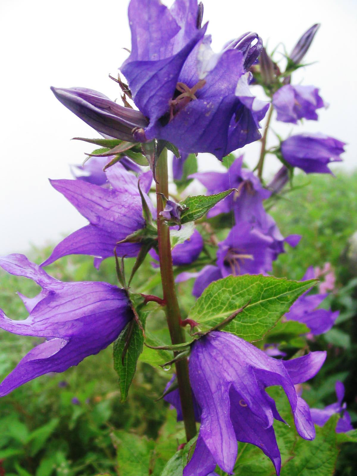 File:Tibetan bells.jpg - Wikipedia