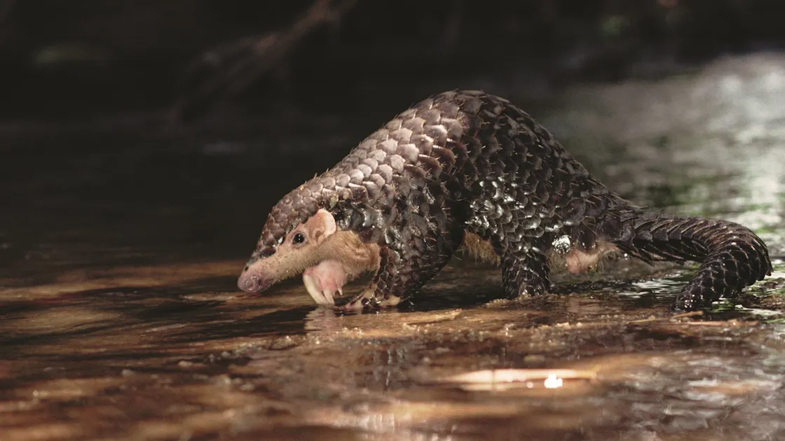 Meet the Chinese pangolin: One of Asia’s most threatened mammals