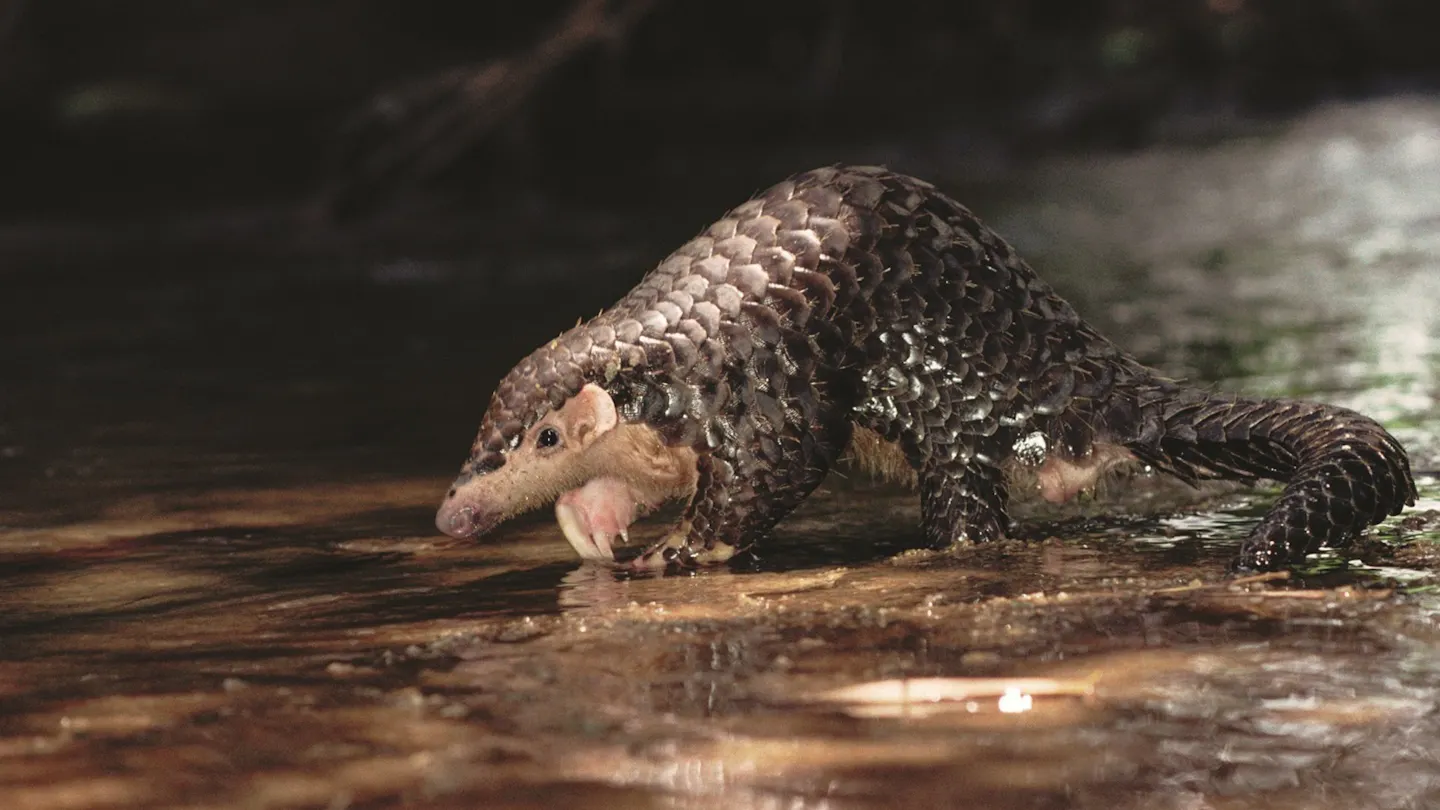 Meet the Chinese pangolin: One of Asia’s most threatened mammals