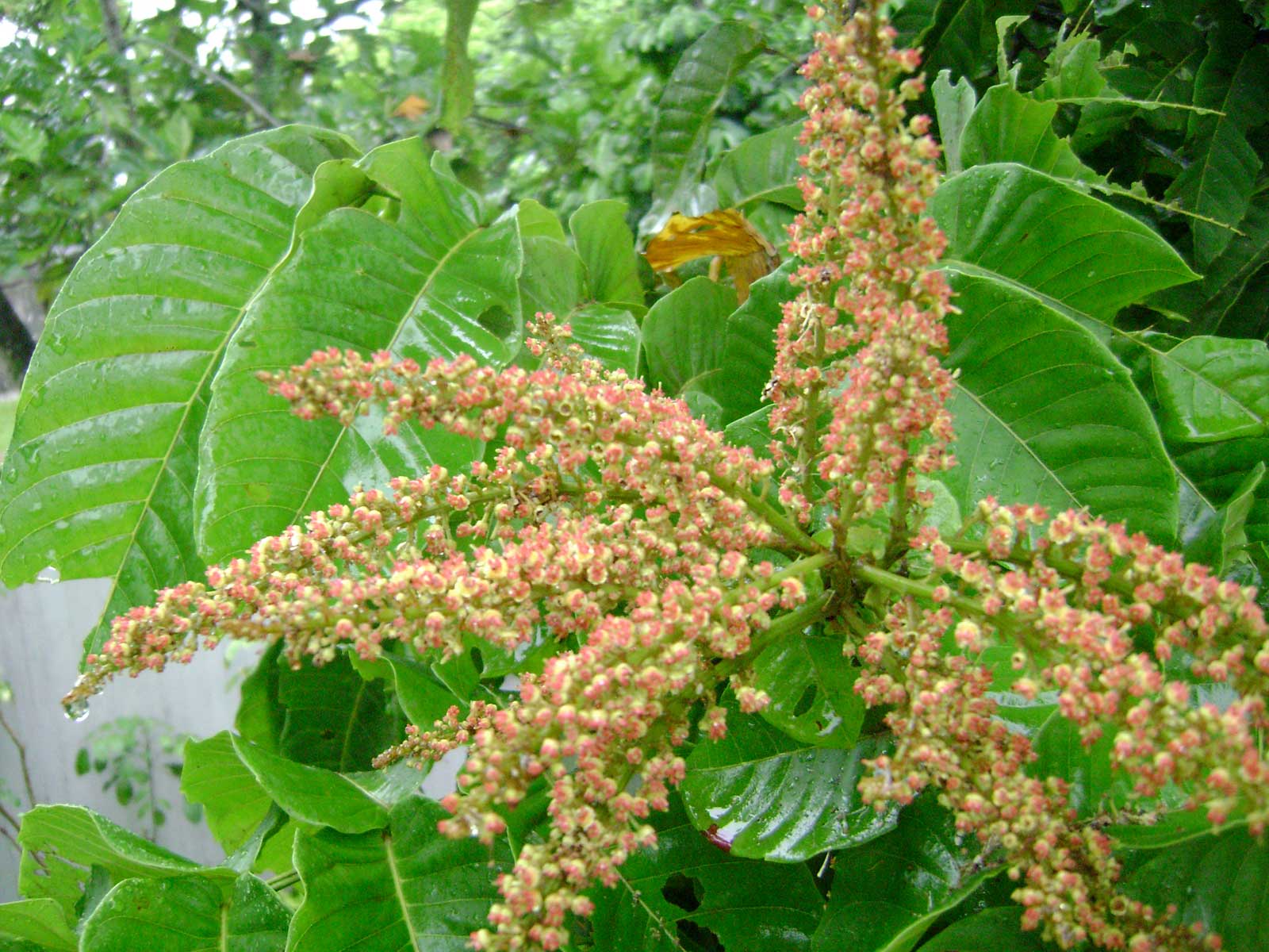 Pometia pinnata. Image credit: Wikipedia, Tauʻolunga (CC by 3.0)