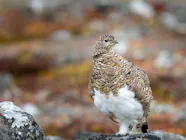 The Svalbard Rock Ptarmigan A Unique Arctic Land Dweller One Earth The Svalbard Rock Ptarmigan A Unique Arctic Land Dweller One Earth