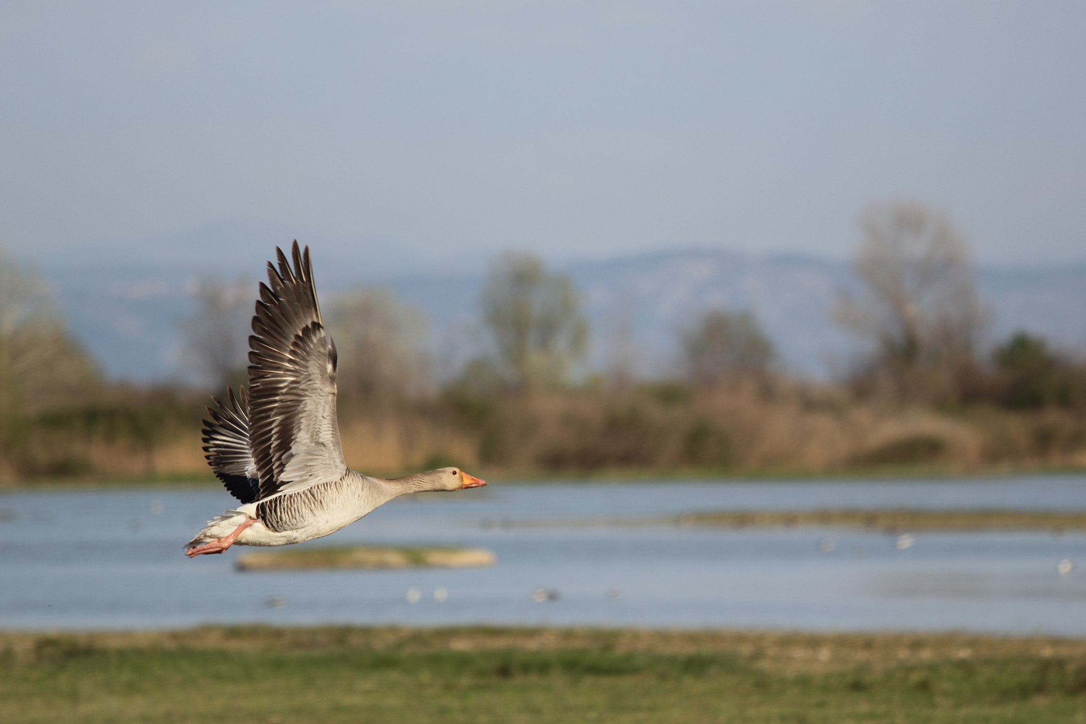 The pink-footed goose in flight at birdwatching reserve, Isola della Cona. Image Credit: © Emel82, Dreamstime.