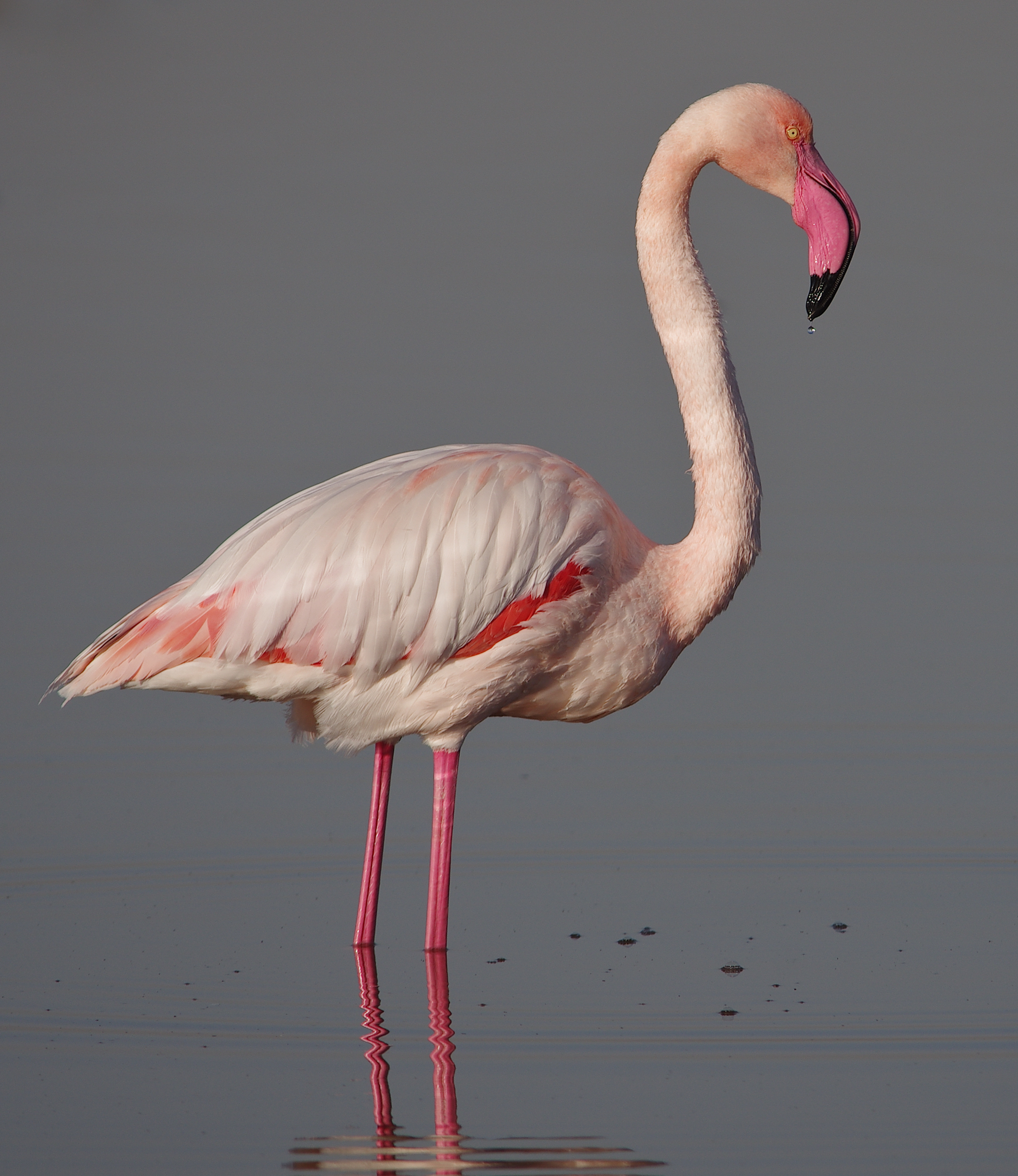 Greater flamingo (Phoenicopterus roseus). Image credit: Elgollimoh, CC by SA 3.0