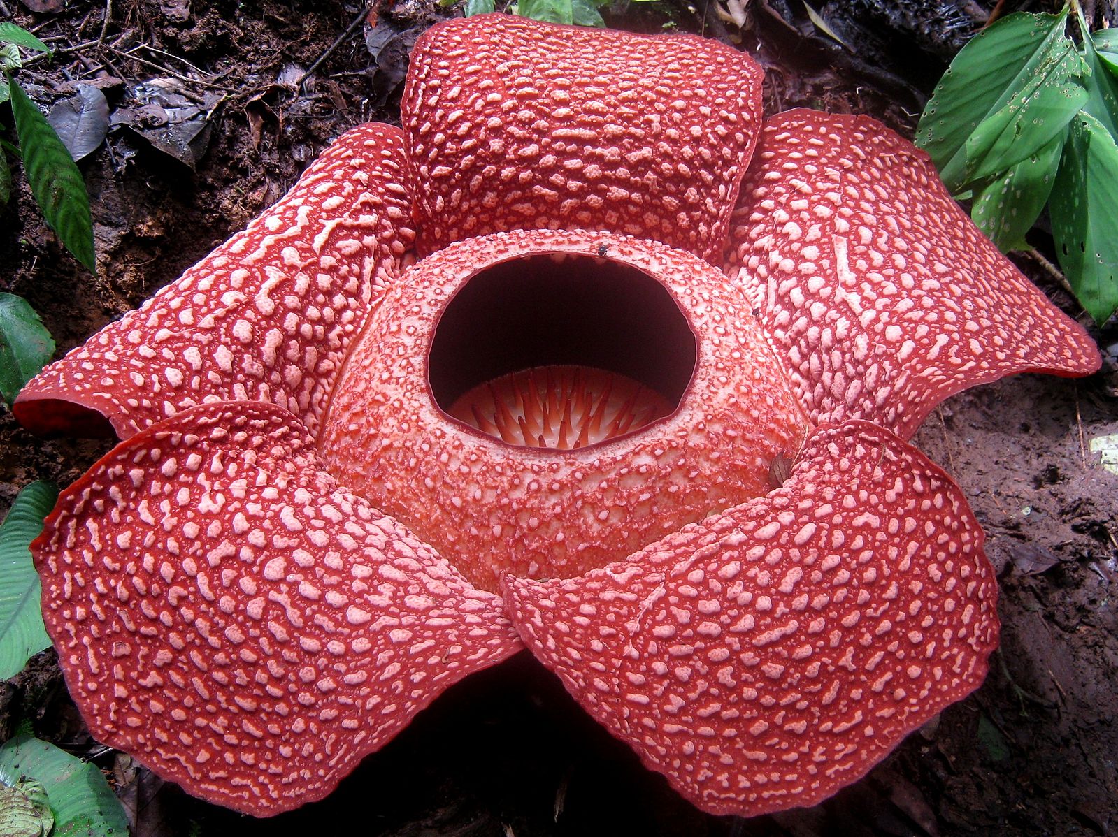 Species Of The Week Rafflesia One Earth