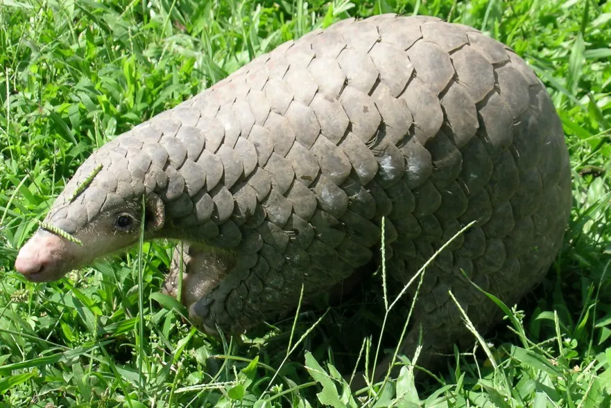 Chinese pangolin. Image Credit: Sarita Jnawali, National Trust for Nature Conservation.