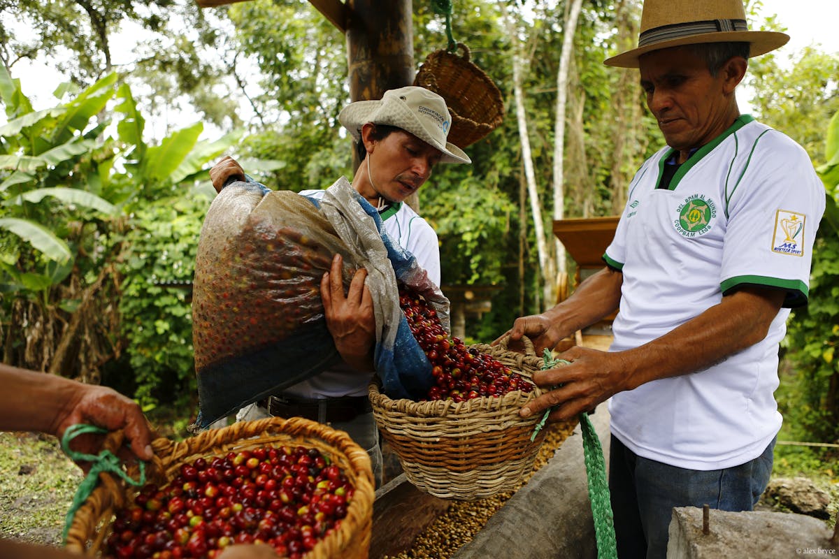 La historia de la cooperativa amazónica que cultiva un café contra la deforestación