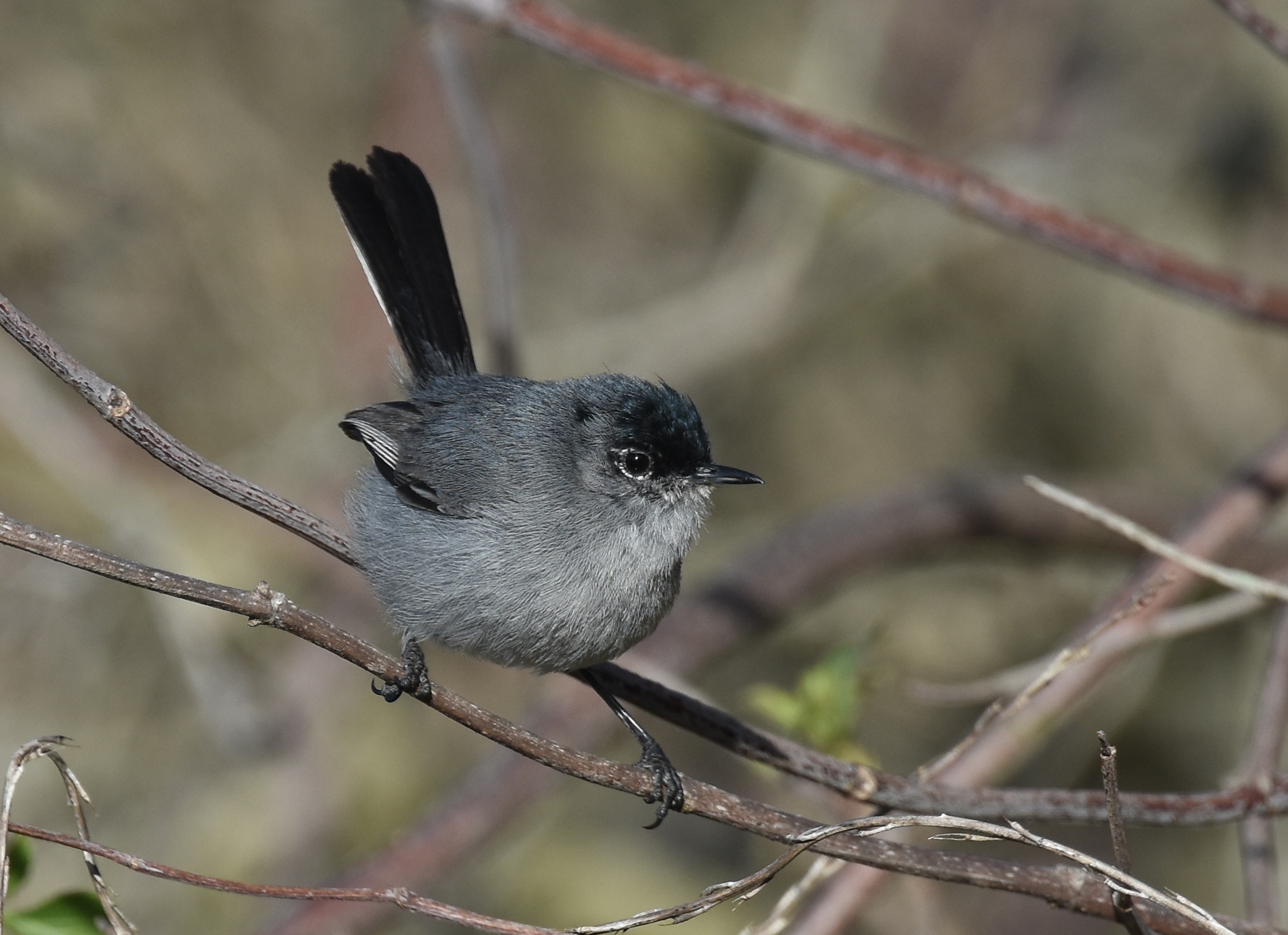 California gnatcatcher: a tiny bird that keeps its seaside habitat healthy