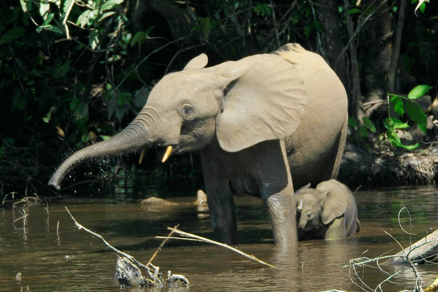 Gardeners of the Congo: how African elephants fight climate change