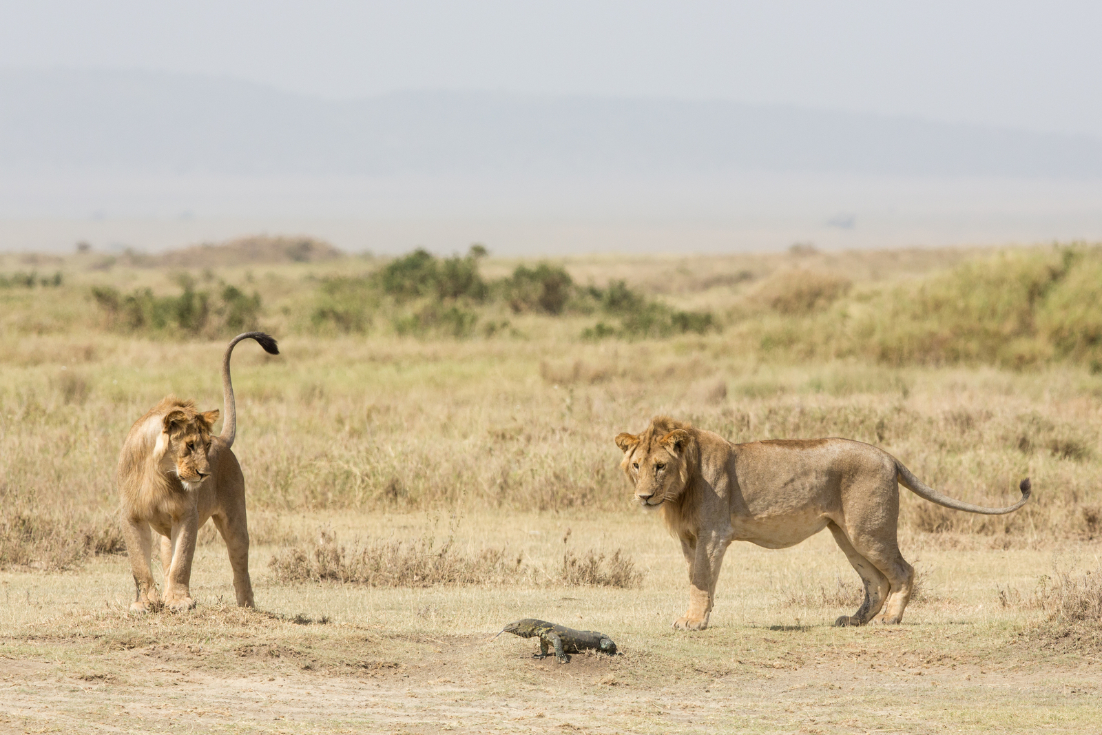 Two subadult male African lions studying a Nile monitor in Serengeti National Park, Tanzania. Image Credit: © Stu Porter. Dreamstime. Two subadult male African lions studying a Nile monitor in Serengeti National Park, Tanzania. Image Credit: © Stu Porter. Dreamstime.