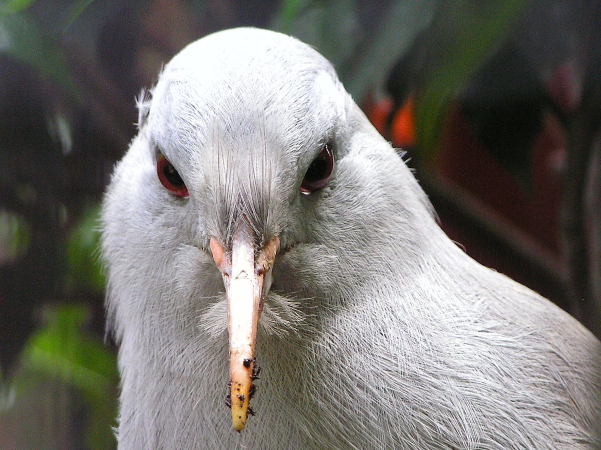 Kagu: the unique flightless bird of New Caledonia that screams