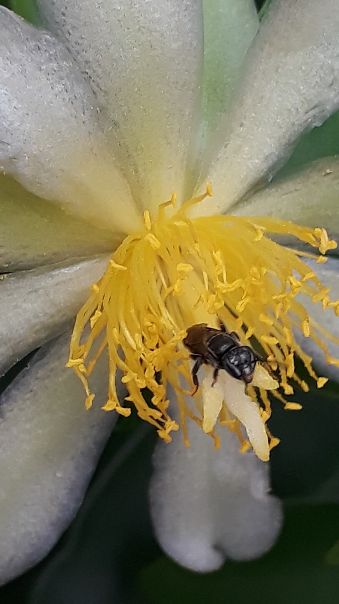 One of the stingless bee species raised by Gerson Pinheiro pollinating a flower. Image credit: Courtesy of Gerson Pinheiro