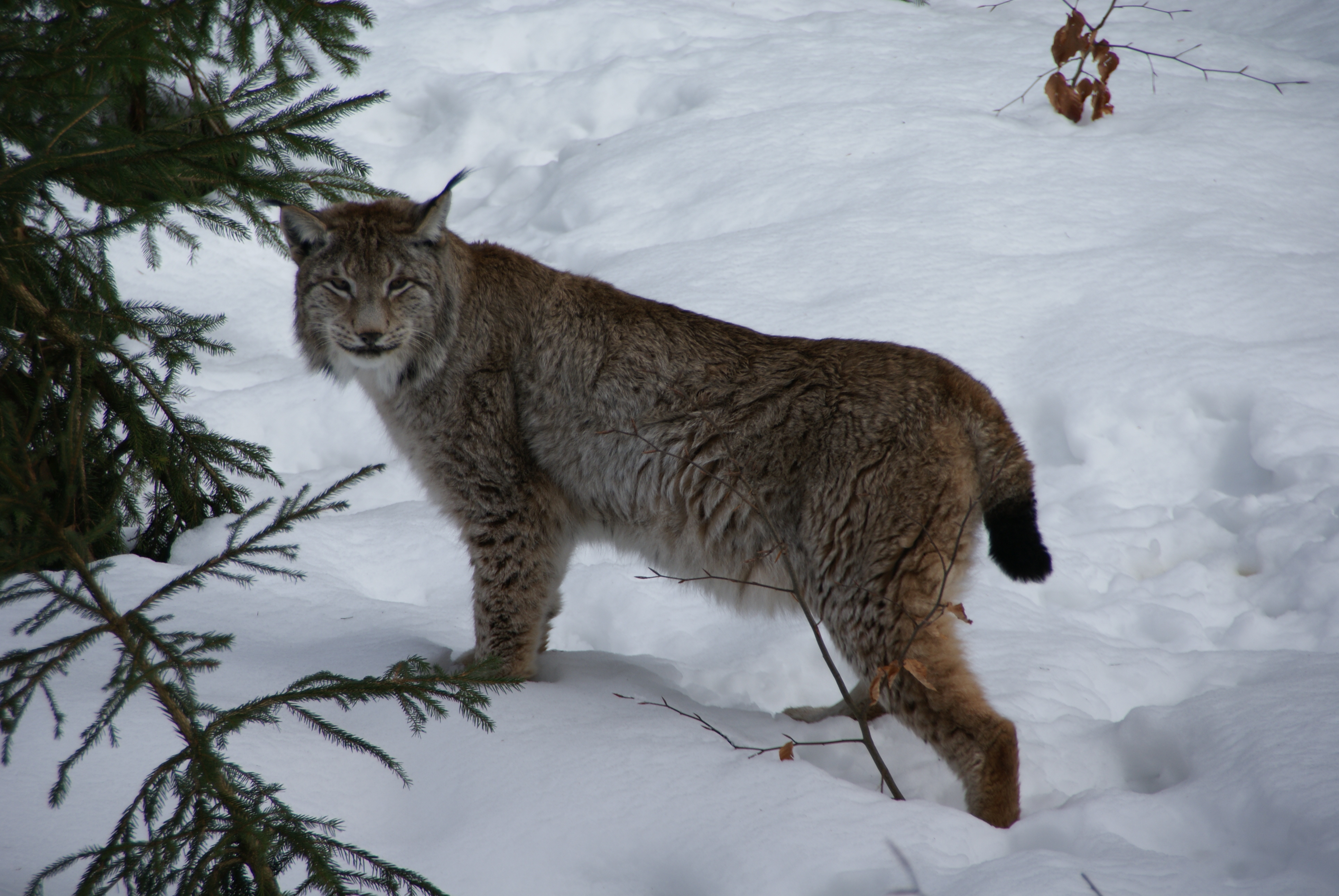 Eurasian Lynx (Lynx lynx). Image credit: CC BY-SA 3.0 | Aconcagua
