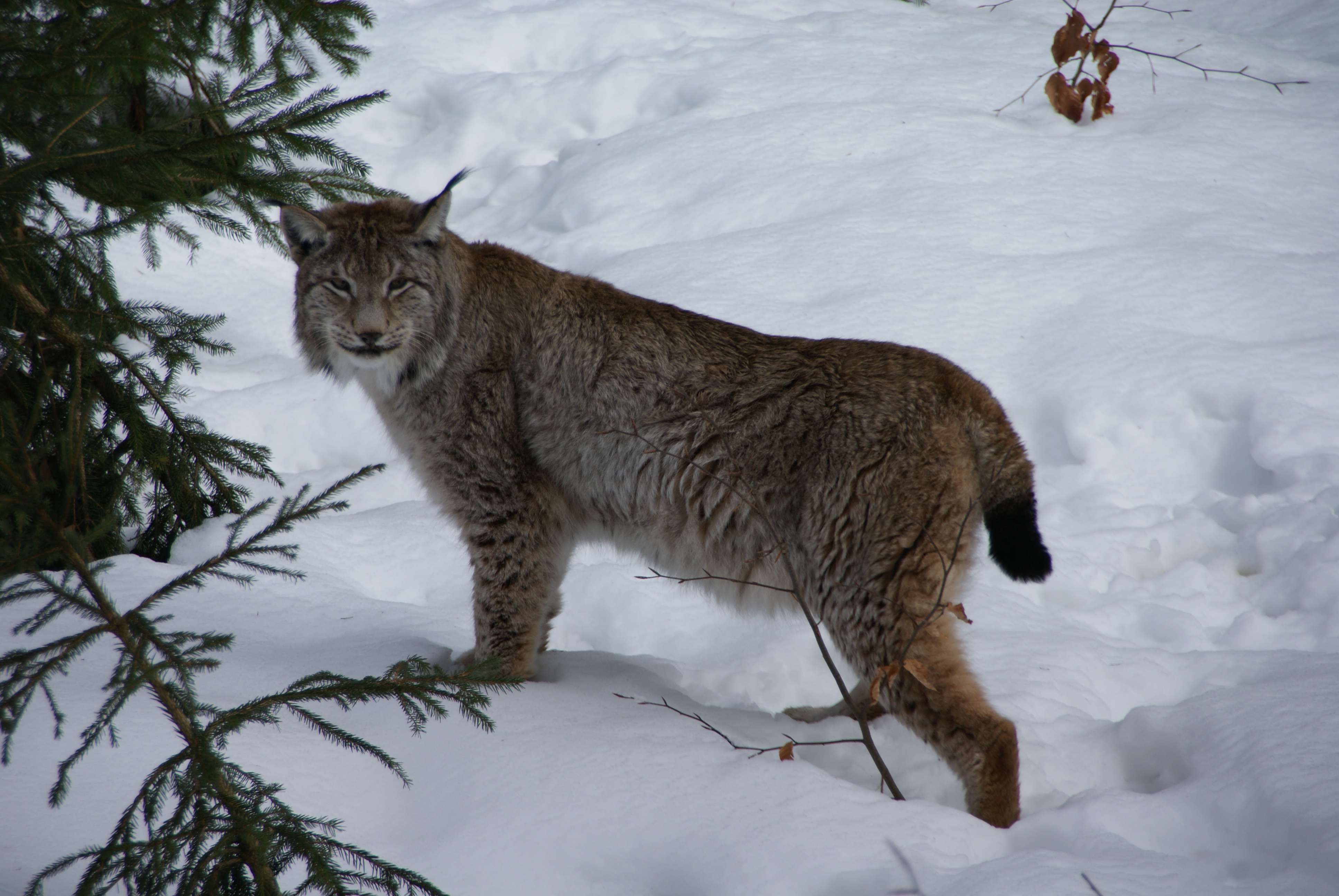 Где находится рысь. Канадская Рысь Бобкэт. Рысь Уссурийской тайги. Lynx Lynx Евразийская Рысь. Карельская Рысь.