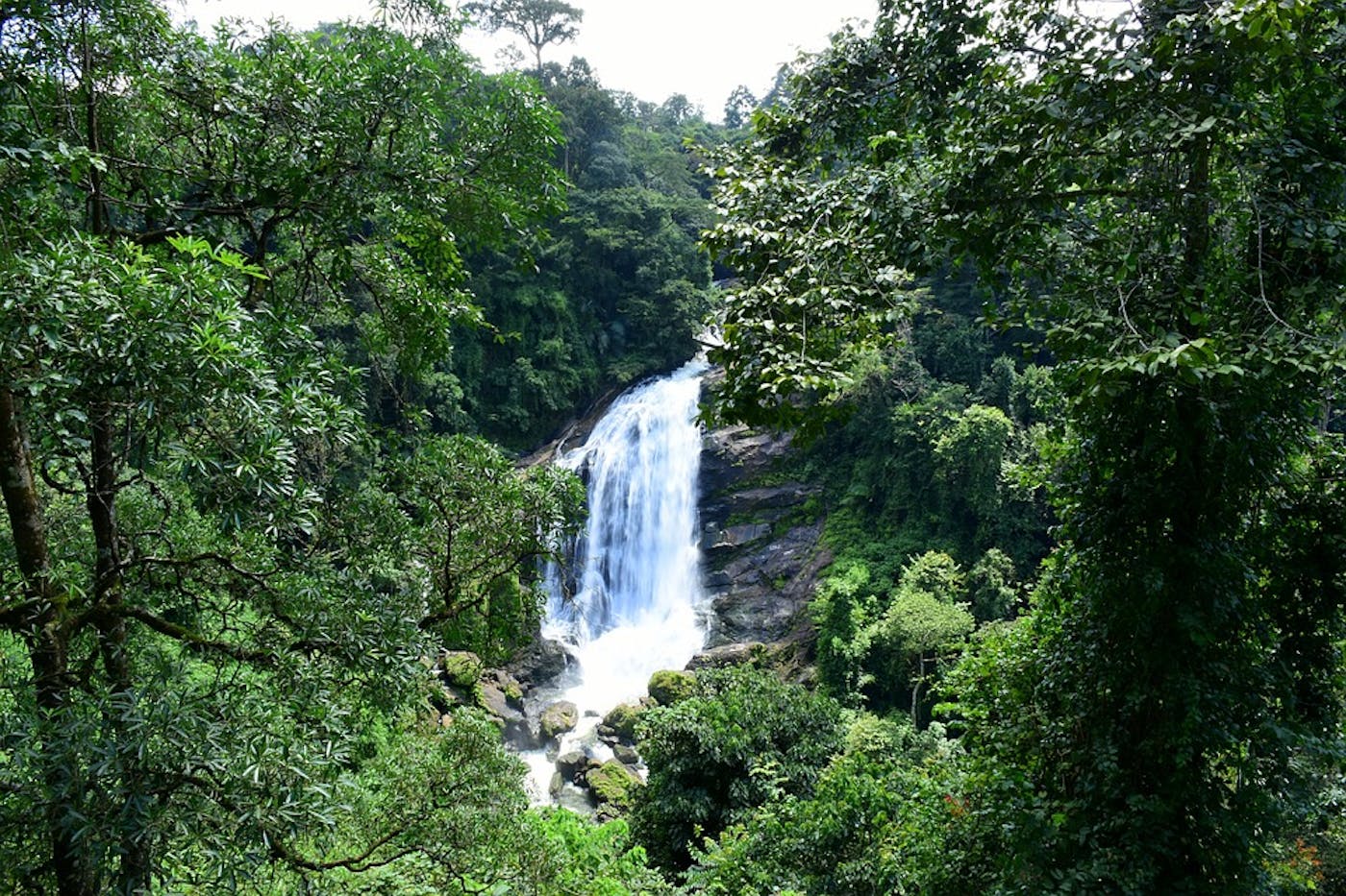 Indian Tropical Coastal Forests (IM2)