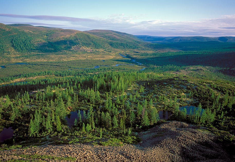 East Siberian Taiga | One Earth