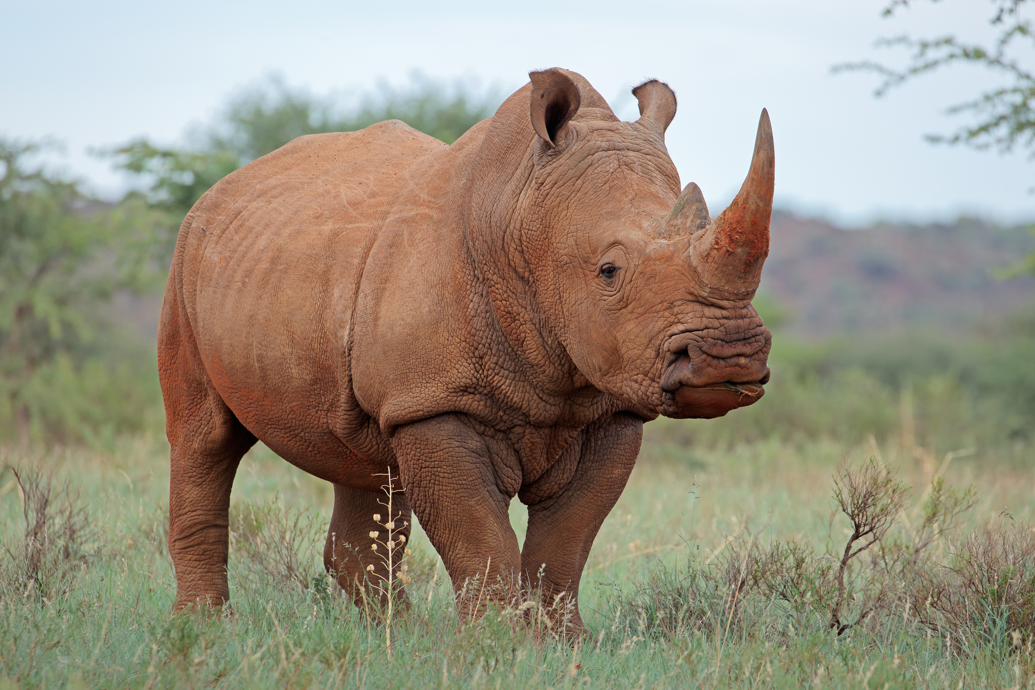 A southern white rhinoceros in South Africa. Image Credit: © Ecophoto, Dreamstime.