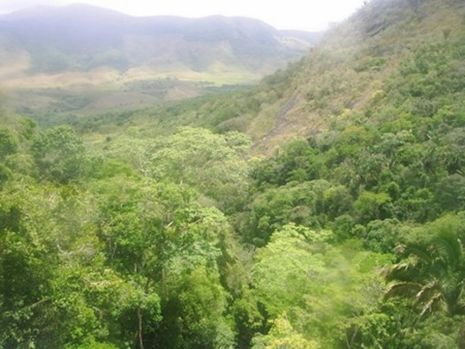 Pernambuco Coastal Forests