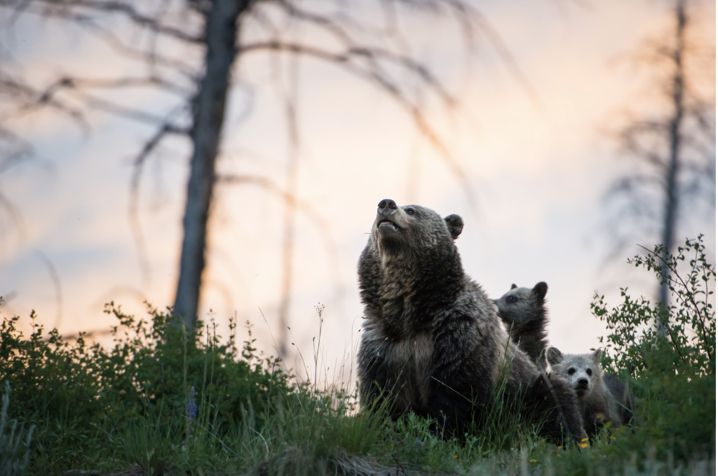 Grizzly bear mother with her cubs. Image Credit: Jillian Cooper from Getty Images via Canva Pro.