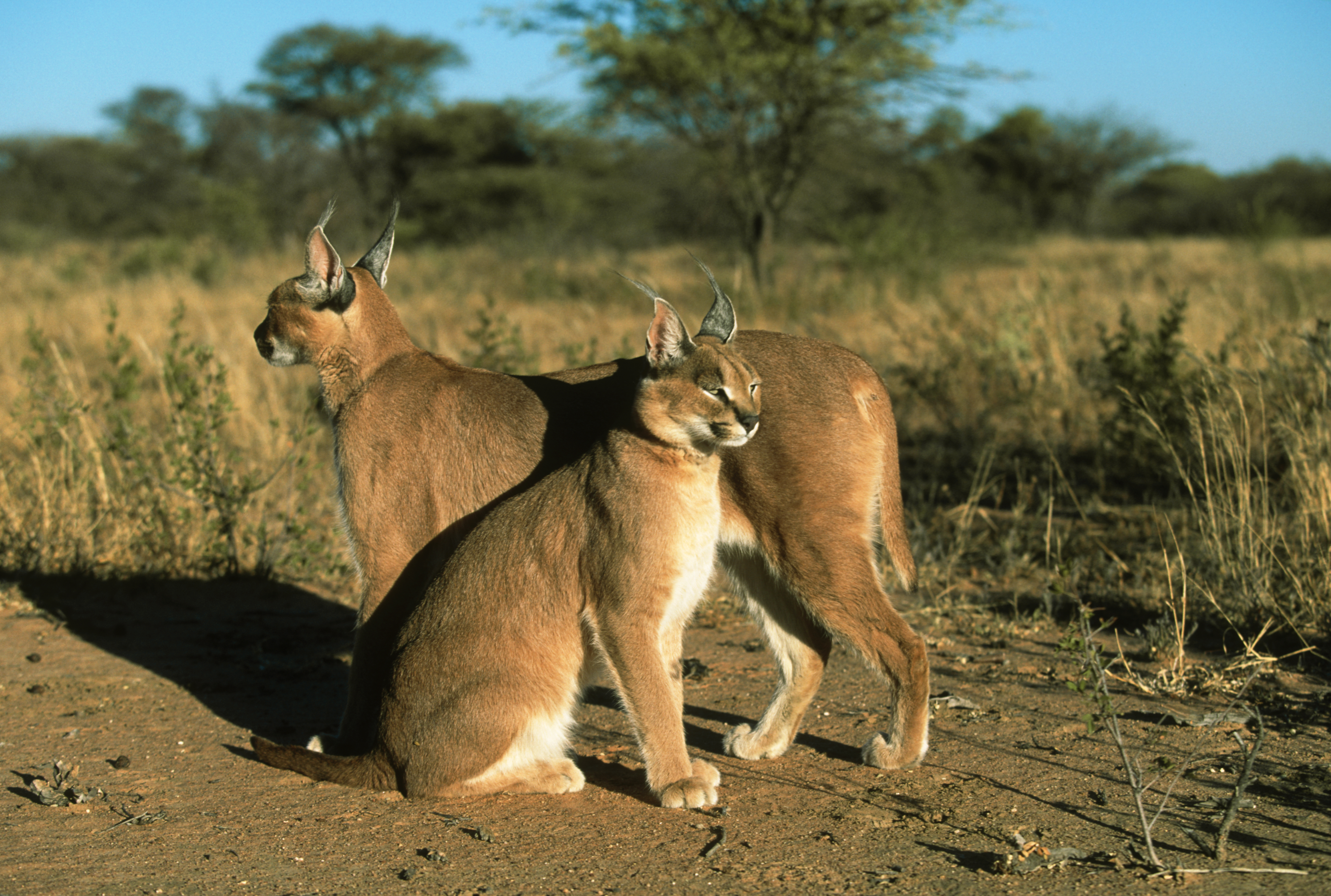 Caracals. Photo | Wildscreen Exchange