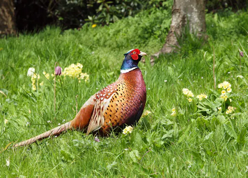 Ring-necked pheasant (Phasianus colchicus)