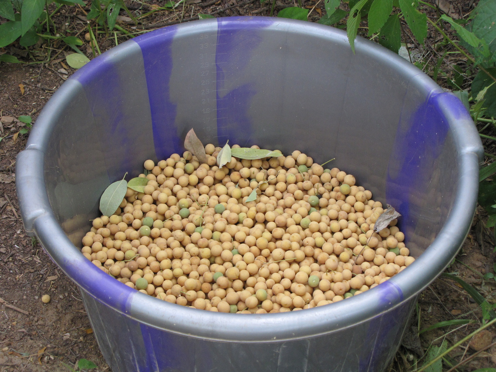 Harvest from a hanza tree (Boscia senegalensis) produces 47 kilos of fruits. Image Credit: Sahara Sahel Foods.