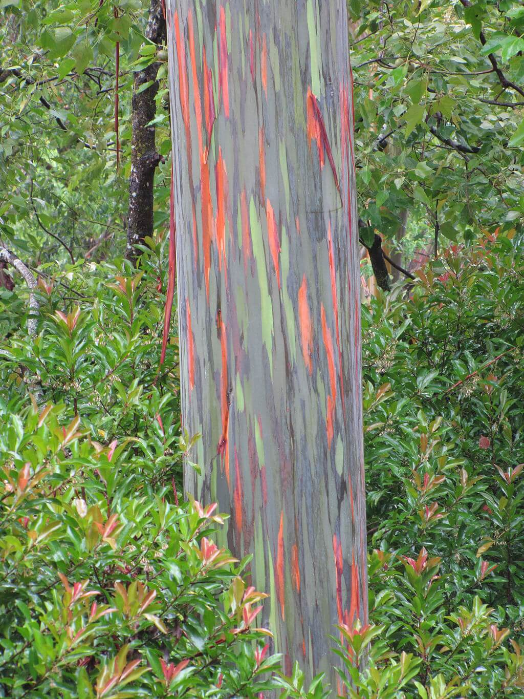 rainbow eucalyptus
