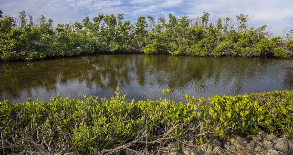 Mangroves