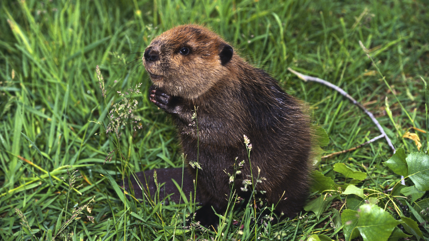 Young American beaver standing in grass. Image Credit: By Hemera Technologies from Photo Images via Canva Pro.