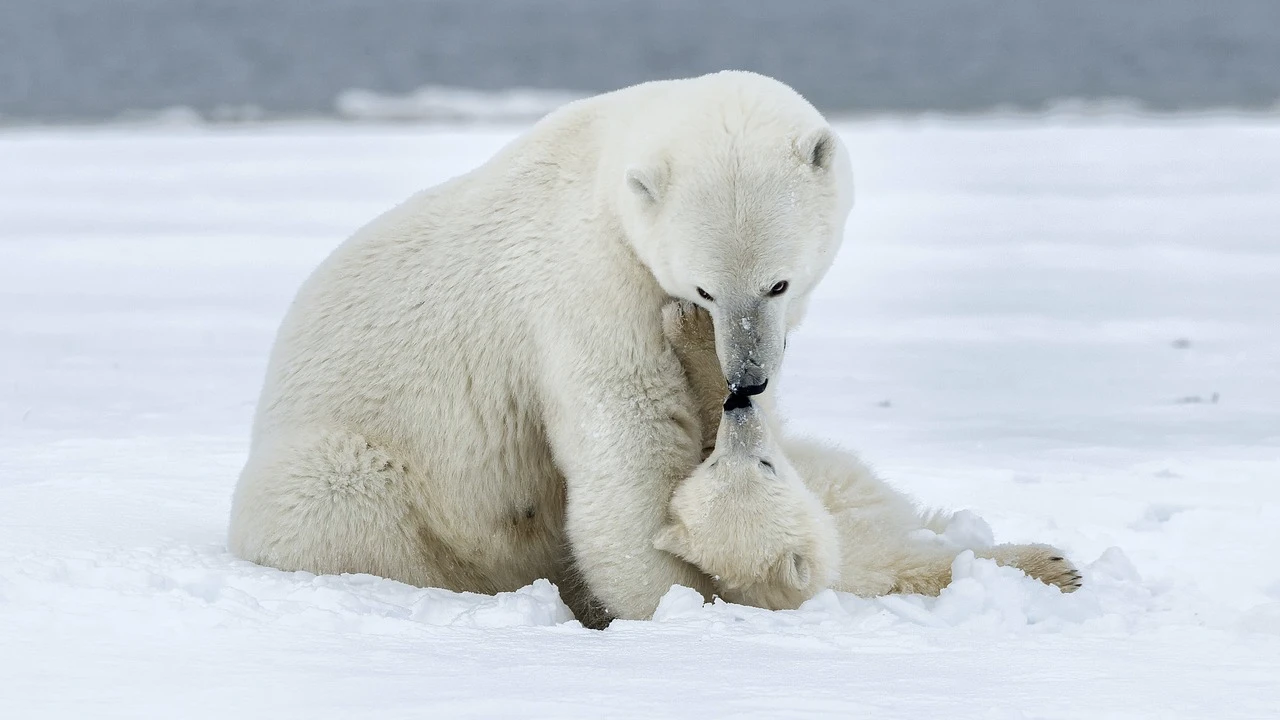 Polar bear mother and baby cub. Image credit: Wildlife Exchange