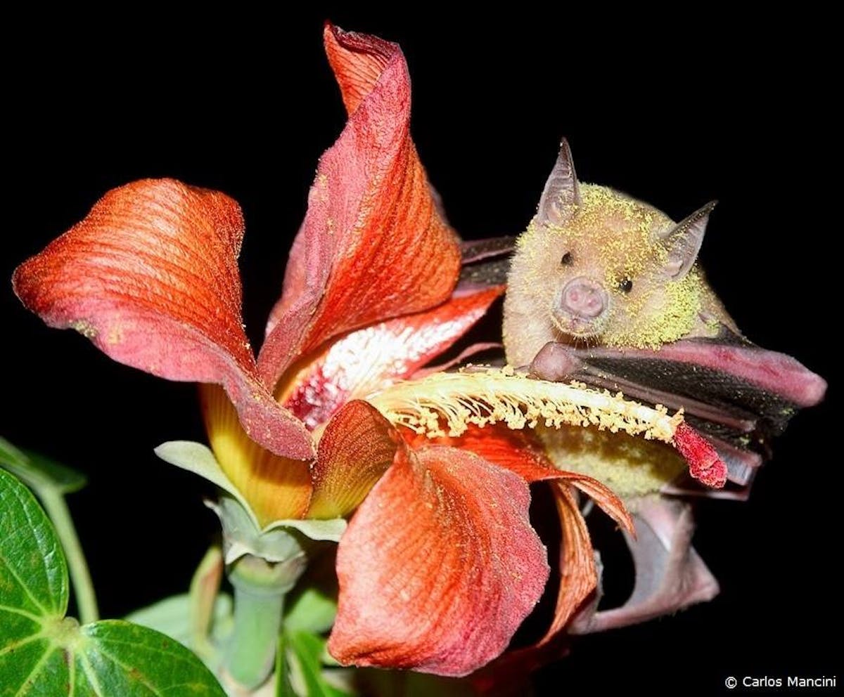 Why certain native plants need the Cuban flower bat