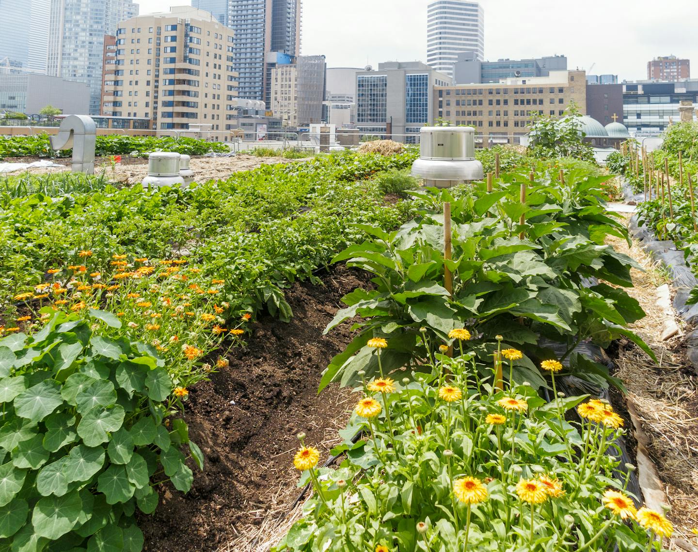 From urban gardens to agrihoods: The rise of agricultural neighborhoods in Detroit