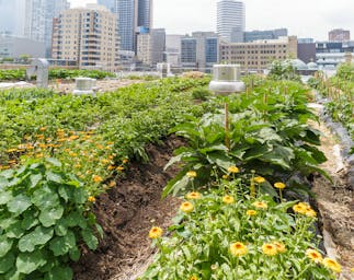 Urban rooftop garden. Image Credit: © Alisonh29 | Dreamstime.com.