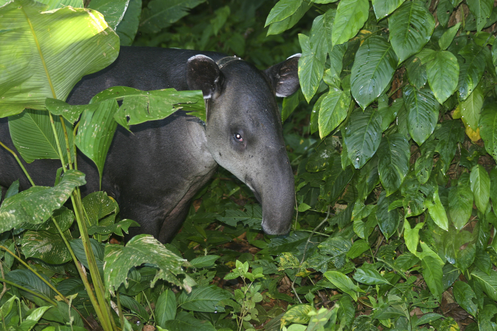 Baird's tapir. Image credit: Brian Gratwicke, Flickr, CC by 2.0