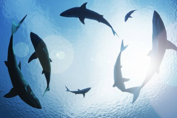 Why sharks are essential for healthy oceans