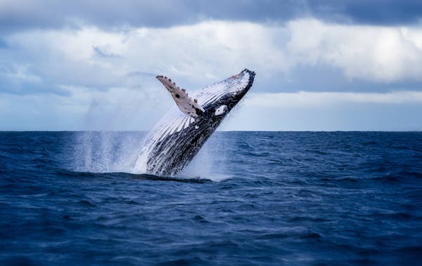 A historic agreement reached to protect the world's oceans