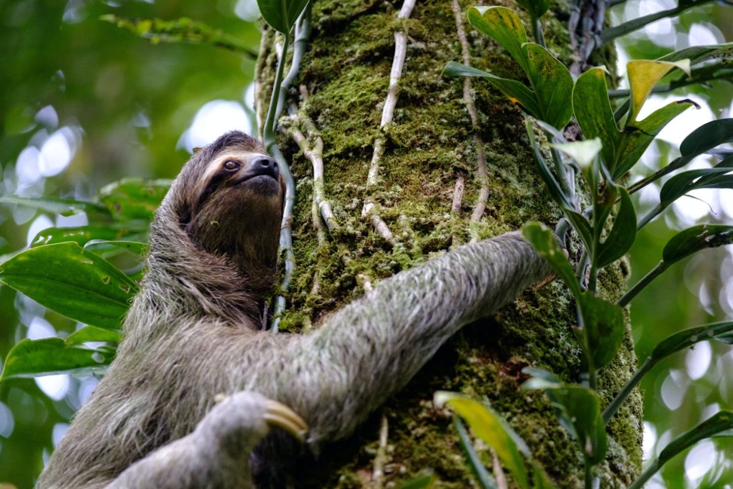 The slow-motion and high-canopy life of the sloth