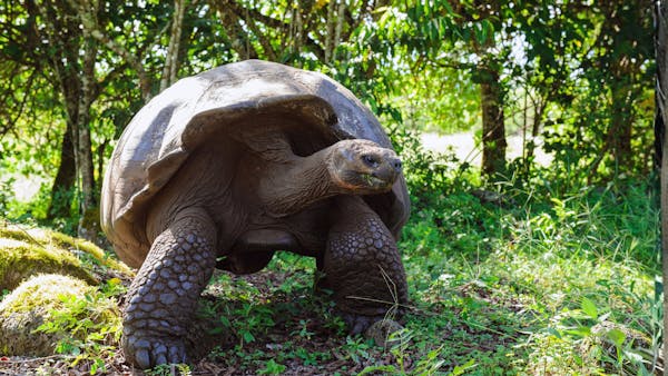 Inside the world of the Galápagos giant tortoise