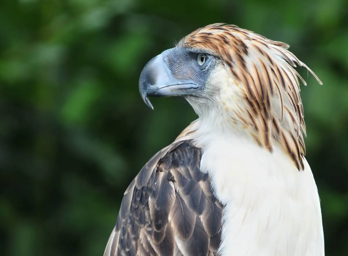 Giant Philippine eagle: the world's 