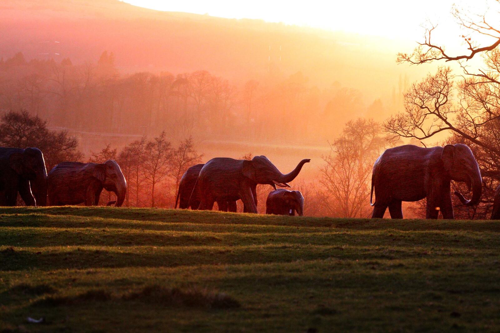 The elephants at sunset in England. Image Credit: The Great Elephant Migration.