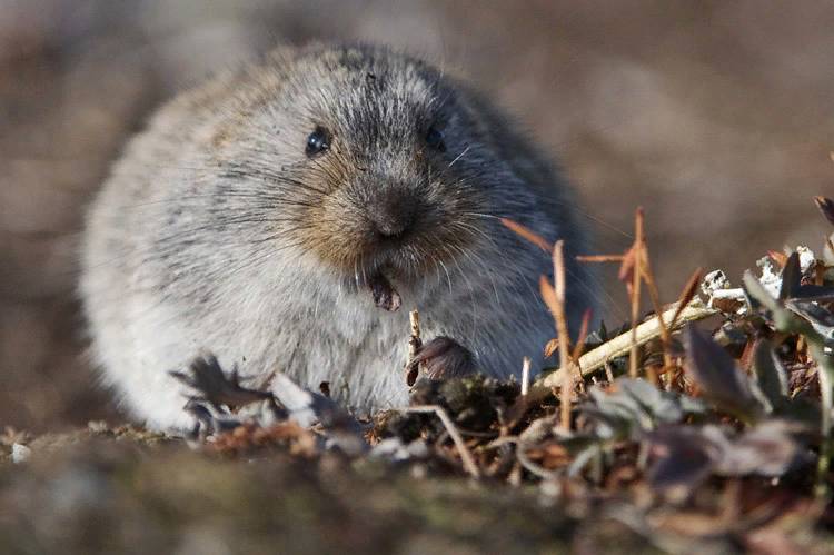 Northern bog lemmings at cliff's edge?