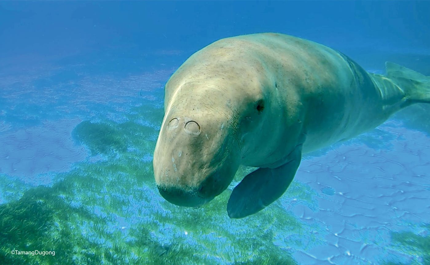 Protecting the Dugongs of Indonesia by Empowering Youth Conservation
