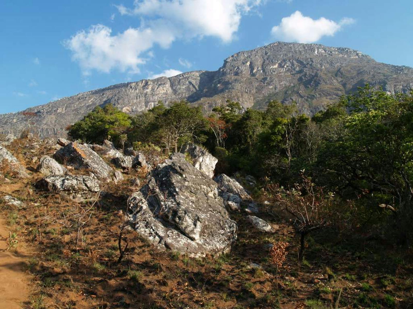 Nyanga-Chimanimani Montane Forest-Grassland